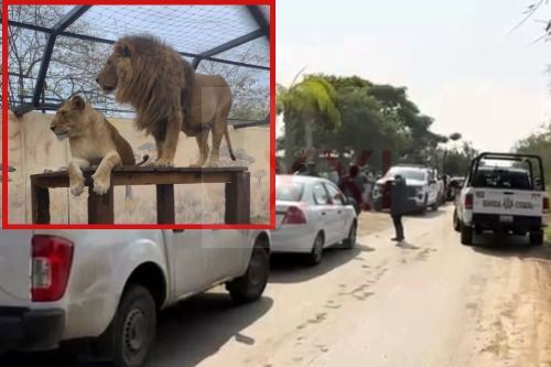 El instinto se impone y león mata a su cuidador en zoológico 